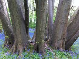 Watch out in UK, old coppice is not dead, biodiversity is changed but still rich, converting it into a biomass plantation will be a major loss of biodiversity done for £ not nature
