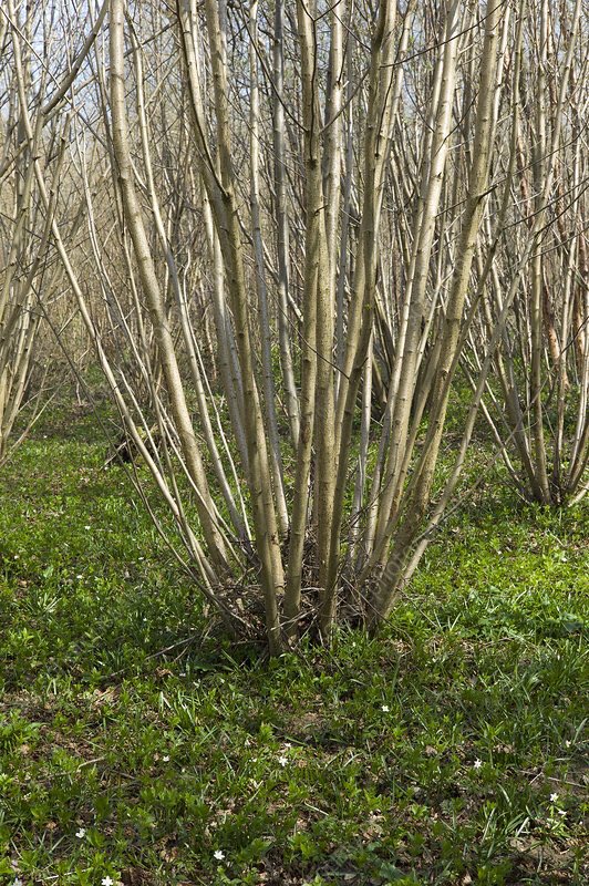 It is not local sustainable coppice