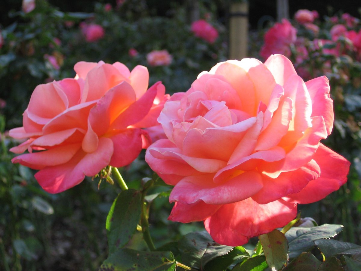 JeanetteEliz's tweet photo. We’re at the start of a brand new week and it’s the 1st of February, Happy Monday Everyone. 😊 I hope all of you have a wonderful day. Have a beautiful week ahead. 💞🌺💕 https://t.co/pdZ1yc2gv2
