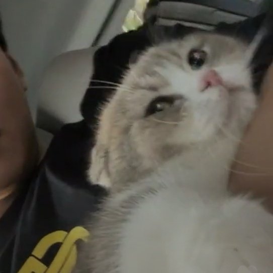 mai_channnnn's tweet photo. #SaveMuffin (2) https://t.co/Diybl3qpW9