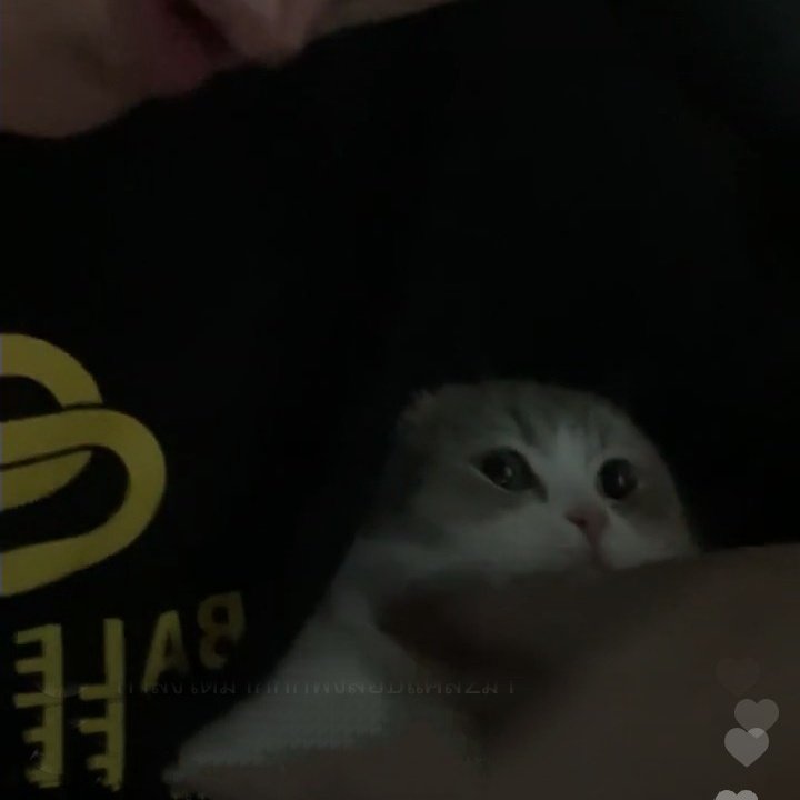 mai_channnnn's tweet photo. #SaveMuffin (2) https://t.co/Diybl3qpW9