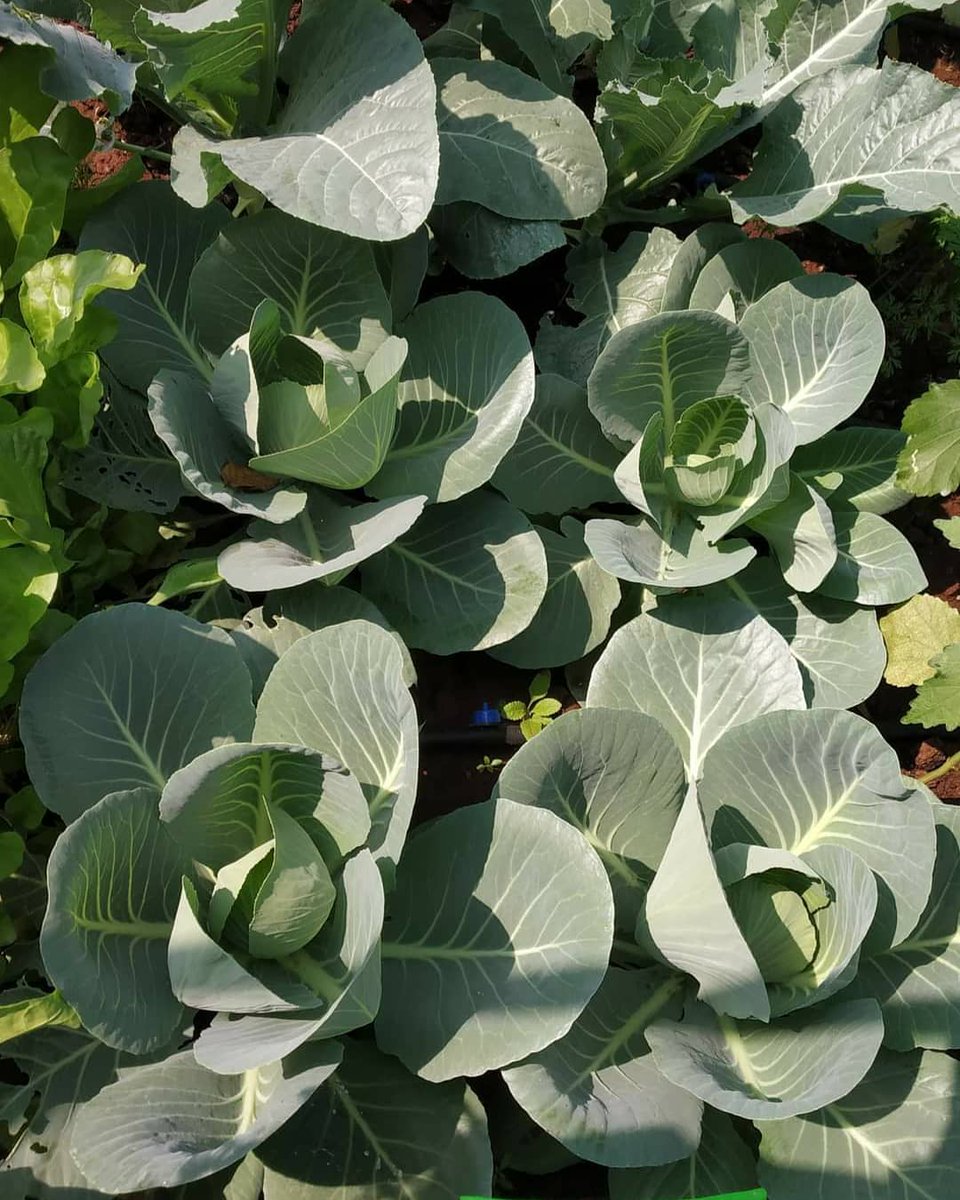 InfoOpash's tweet photo. Look at this fresh cauliflower ready to make a nutritious meal. Only from an Ordnyanic home garden! 

Visit Our Website
https://t.co/nHRfaqV8cv

#terracefarming #gardening #vegetables #Opash #ordnyanic #farm #Pune #India #farming #farmers #urbanfarm #vegan #food #natural https://t.co/Vt1O4kBvCU