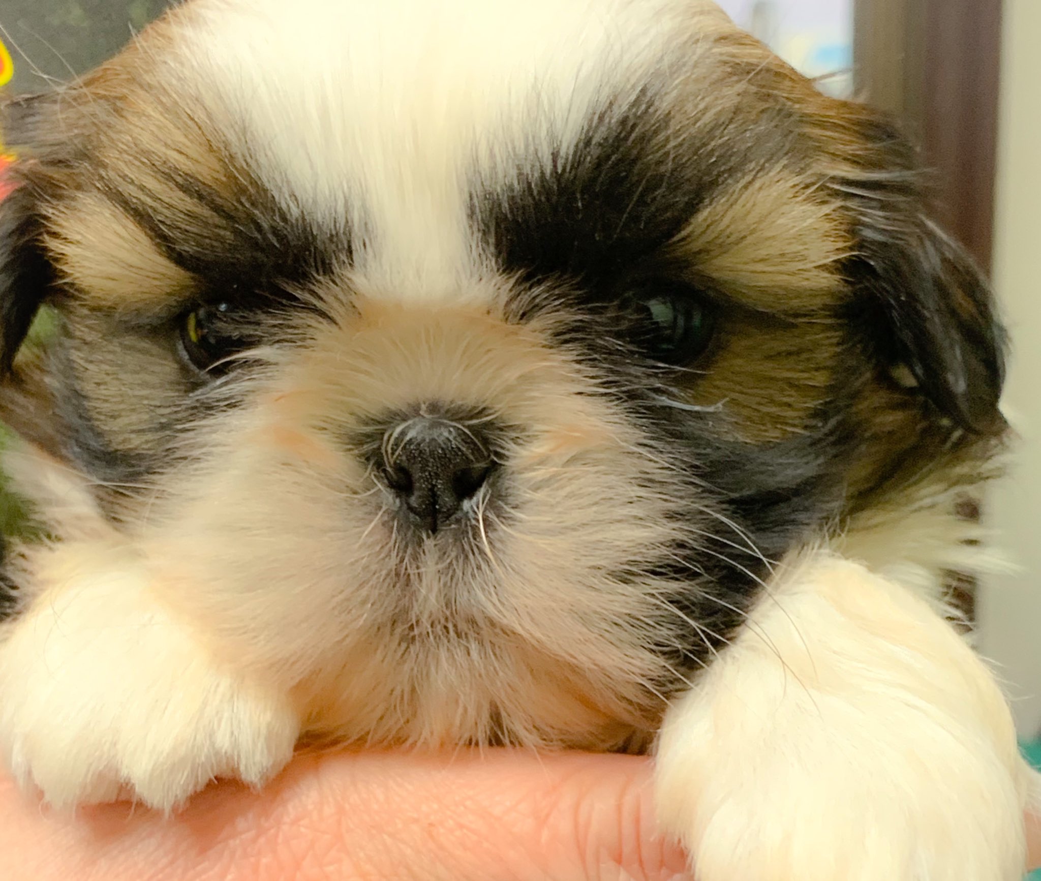 Anne あんぬ ちゃん シーズー Di Twitter はじめまして Anne あんぬ です 12月に生まれたばかりの生後1ヶ月のぽてぽてのシーズーの女の子 キリッと眉毛模様がチャームポイントだよ よろしくね はじめまして 初投稿 シーズー シーズー犬 パピー 子犬 仲良く