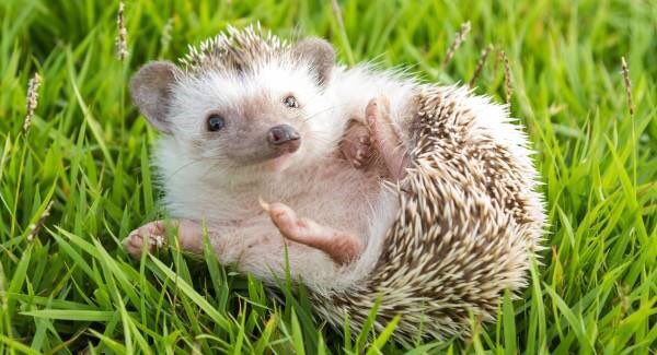 Intriguingly, traditions re prophecy are associated with the feast in Ireland. Irish Hedgehogs may have been the inspiration of ‘Groundhog Day’. It’s said if one comes out of its burrow, on the day & doesn’t scuttle back in, then good weather is augured! (Pic: Irish Examiner)