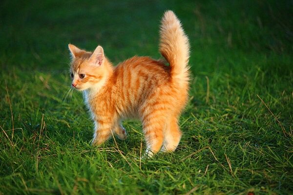 marydaniiz's tweet photo. @akulahater и вправду, самый лучший, котёнок, поцелованный лучиком солнца😭❤️ https://t.co/2z7DtYf2AT