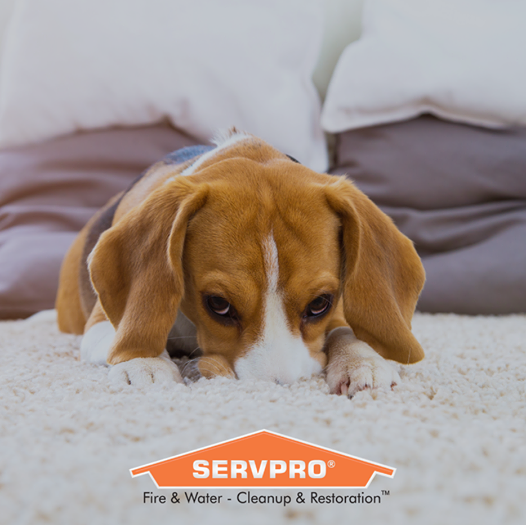 You may see or smell mold on clothing, drywall, furniture, cardboard boxes, or books, but it may also be hidden under or behind items like carpet, cushions, or walls.