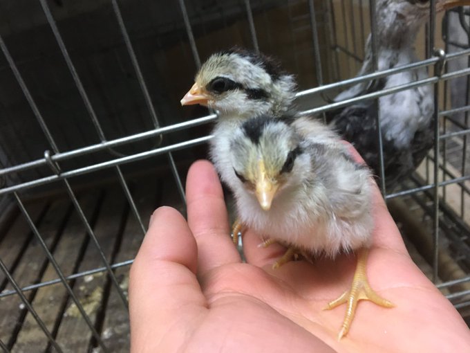 雛のtwitterイラスト検索結果