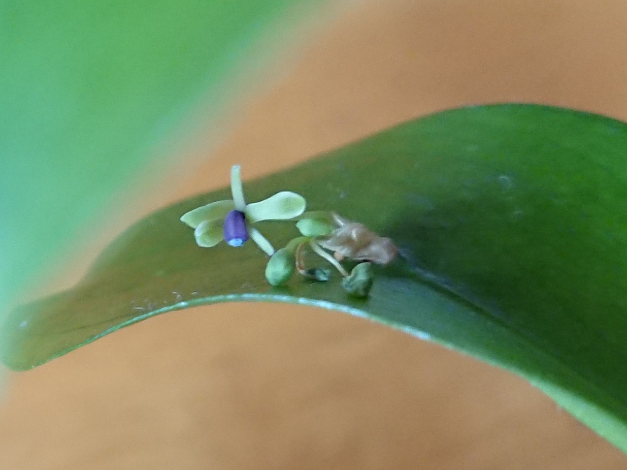 Hana ２つ目の花が咲きました 今度は花が開いた感じがしますよね 葉っぱから花が咲く ルスカス T Co Ml4kxnnot6 Twitter