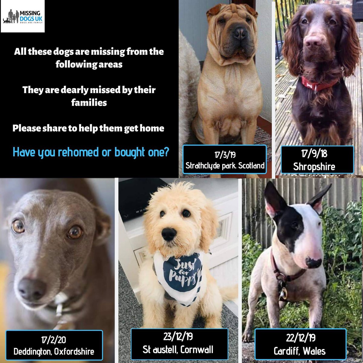 molliepug2's tweet photo. ๐โค๏ธ๐ Fb Help Bill the Whippet โค๏ธ
๐๐๐๐๐Itโs been nearly a year since Bill disappeared... please somebody must know where he is ....he has left a whippet sized hole in our ๐ ๐๐๐๐๐๏ฟผ๏ฟผ #Billmissing https://t.co/Bbj1DD1yHU