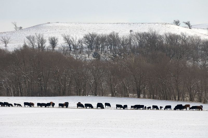 kstateextension's tweet photo. Summer heat can be brutal on cows, but winter's cold can be just as challenging. Beef Systems Specialist Justin Waggoner shares some ideas for keeping cows safe through late winter. https://t.co/5TdkNtSJXi #KSRE https://t.co/fibOXeRKrD