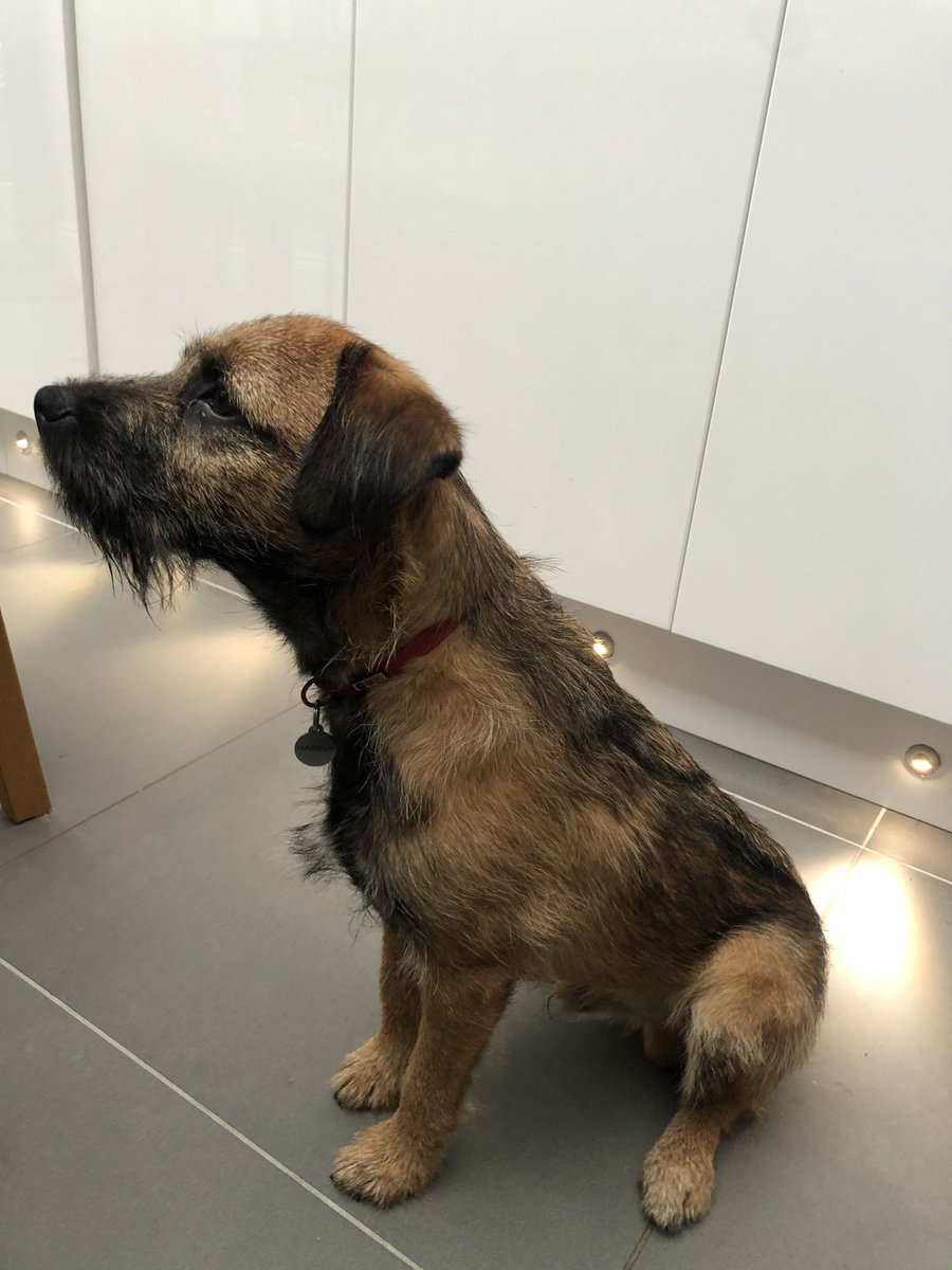 Hey pals, my coat’s getting long and I’m told it might be time I saw my first stripper (!) My rough coat comes out quite easily when gently pulled, do my pals think I’m ready? Any tips? #BTPosse