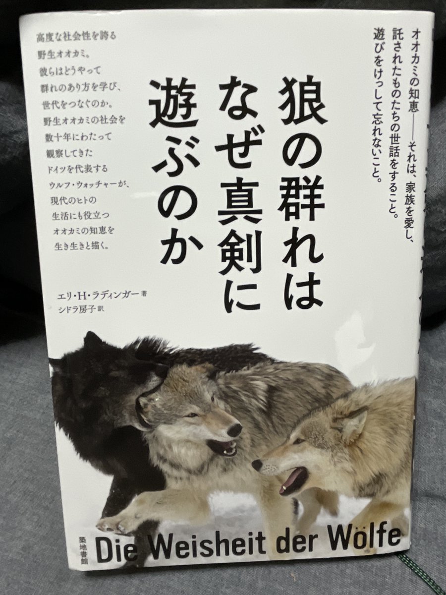 『狼の群れはなぜ真剣に遊ぶのか』読了。遊びという高度な社会的コミュニケーションを通じて良い集団関係を作り上げる…といった、どこか人間にも深く通じるオオカミの色々な生態を紹介。弁護士としてのキャリアを捨てて大好きなオオカミの研究に乗り出した著者ならではの、熱いオオカミ愛に溢れた本。 