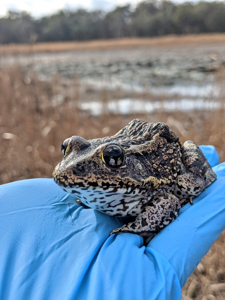 Gopher frogs are rare throughout much of their range in AL, NC, SC, GA, but we have stable populations in FL. 2/6