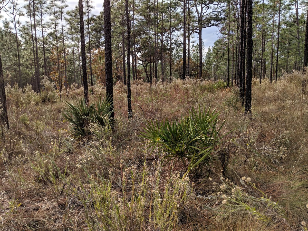 They are associated w/ longleaf pine systems along the coastal plain, and rely on fishless, fire dependent ponds for breeding. There is currently <5% of original longleaf pine habitat remaining 3/6