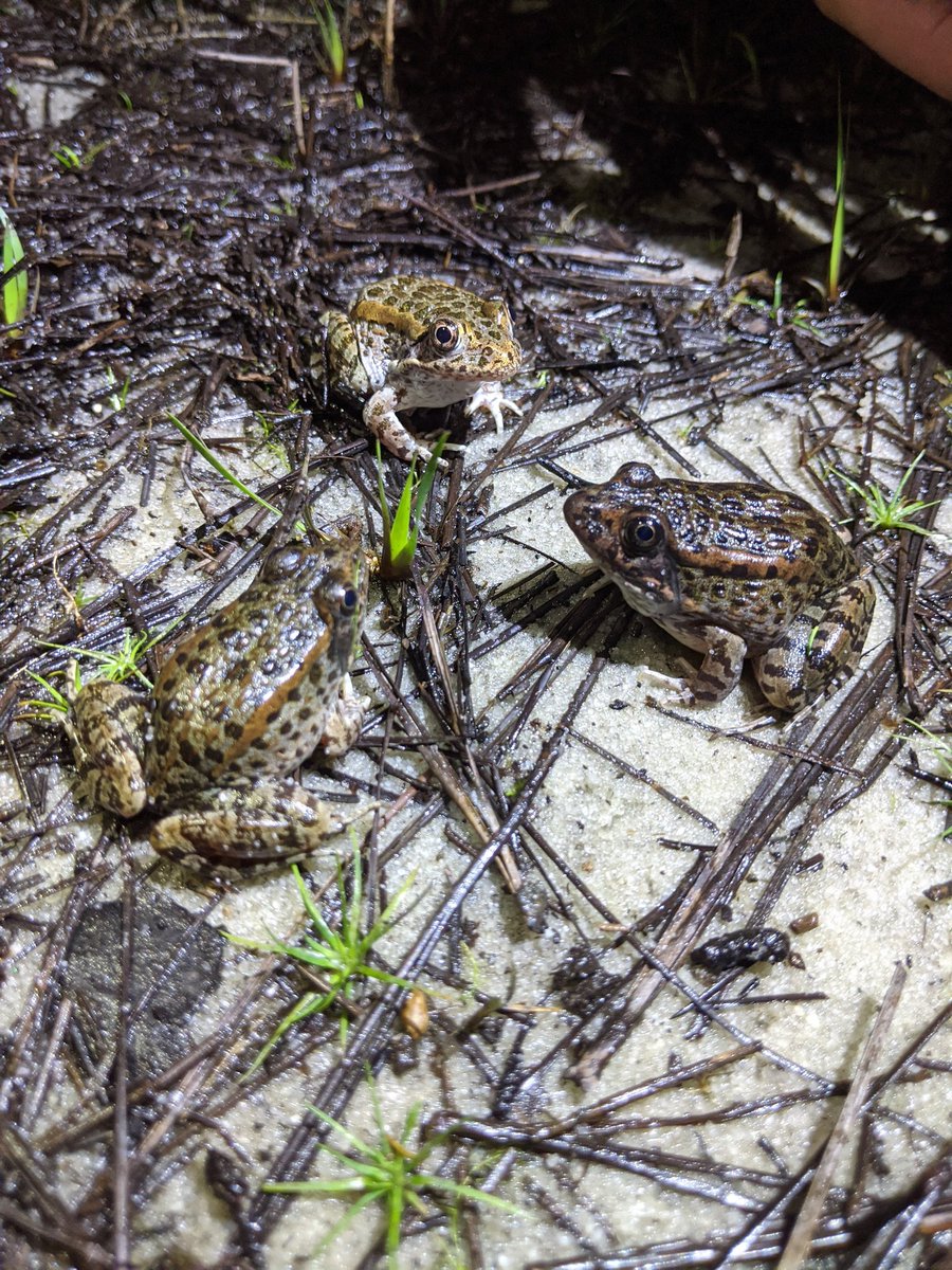 Most finish metamorphic in summer, and they are cute and very round  These little ones from last June probably all emerged at the same time for a post-metamorphosis meeting 5/6