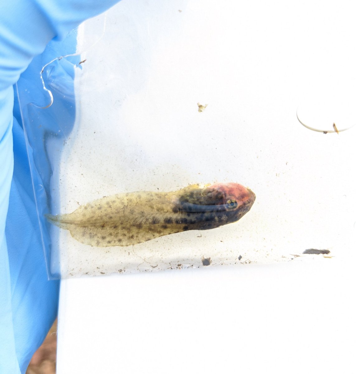 They breed mainly in winter and spring, and  #tadpoles are hard to distinguish from leopard frogs. Tads are susceptible to pathogens like  #Ranavirus and perkinsus (see photo) making conservation challenging 4/6