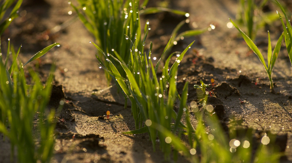 ISDAgov's tweet photo. .@ISDAgov, @Nature_Indiana, &amp; @usdaRMA have joined forces to implement the Upper White River Crop Insurance Incentive Program.

This program will reward farmers who plant cover crops by providing a reduced premium on their crop insurance.

Read more → https://t.co/Si1hu7m5bf https://t.co/W09wLedyER