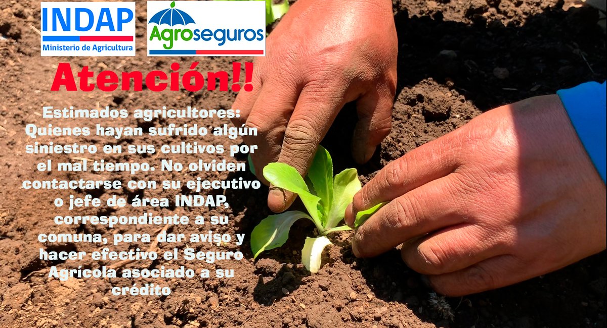 indaparaucania's tweet photo. 📢Atención Agricultores afectados por el mal tiempo ⛈👩‍🌾🧑‍🌾👨‍🌾 https://t.co/1HCJ0SZhlS