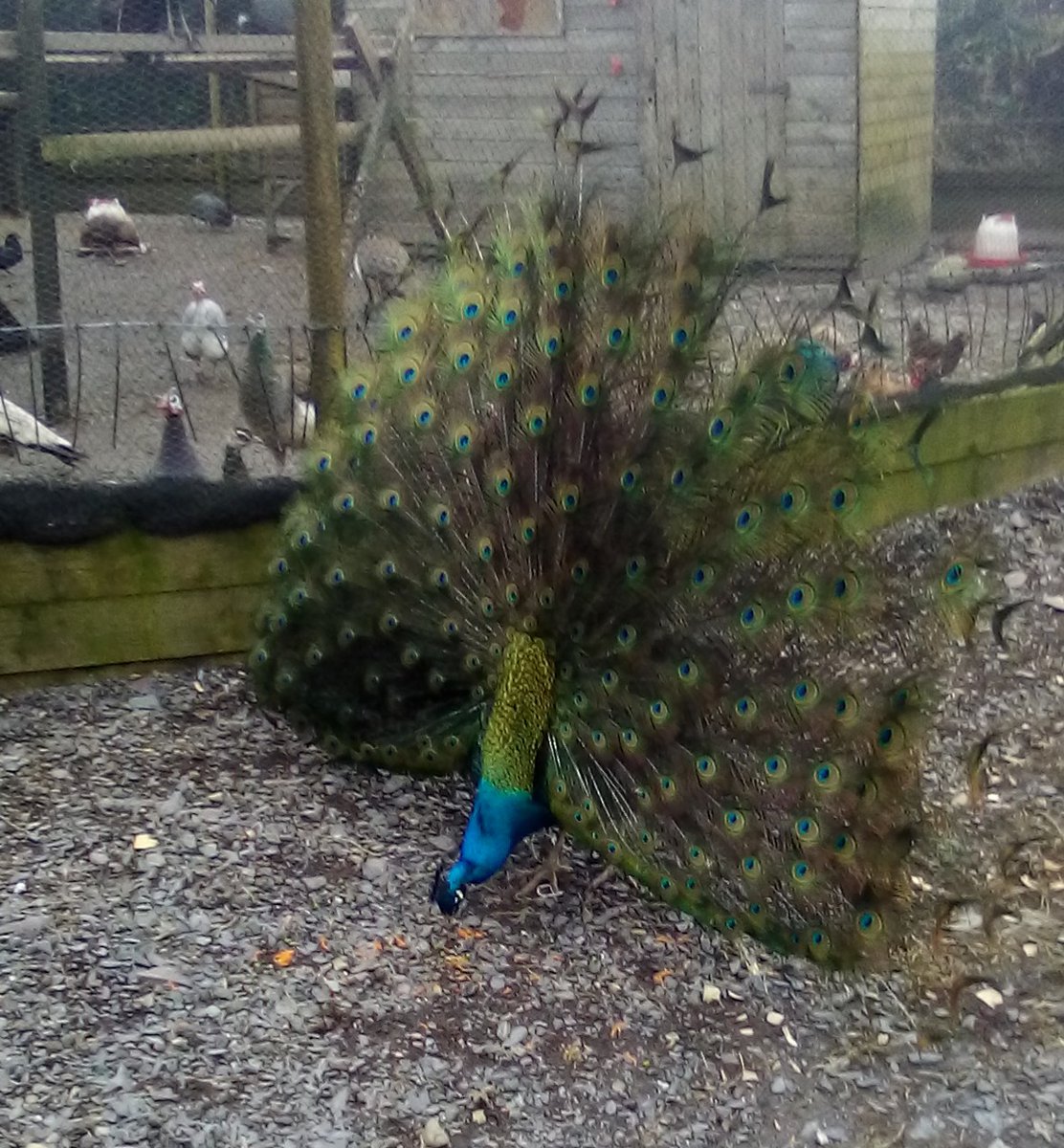 Peacock in garden having breakfast. # peacock #bird #BigGardenBirdWatch https://t.co/HVf4c4Rt6I