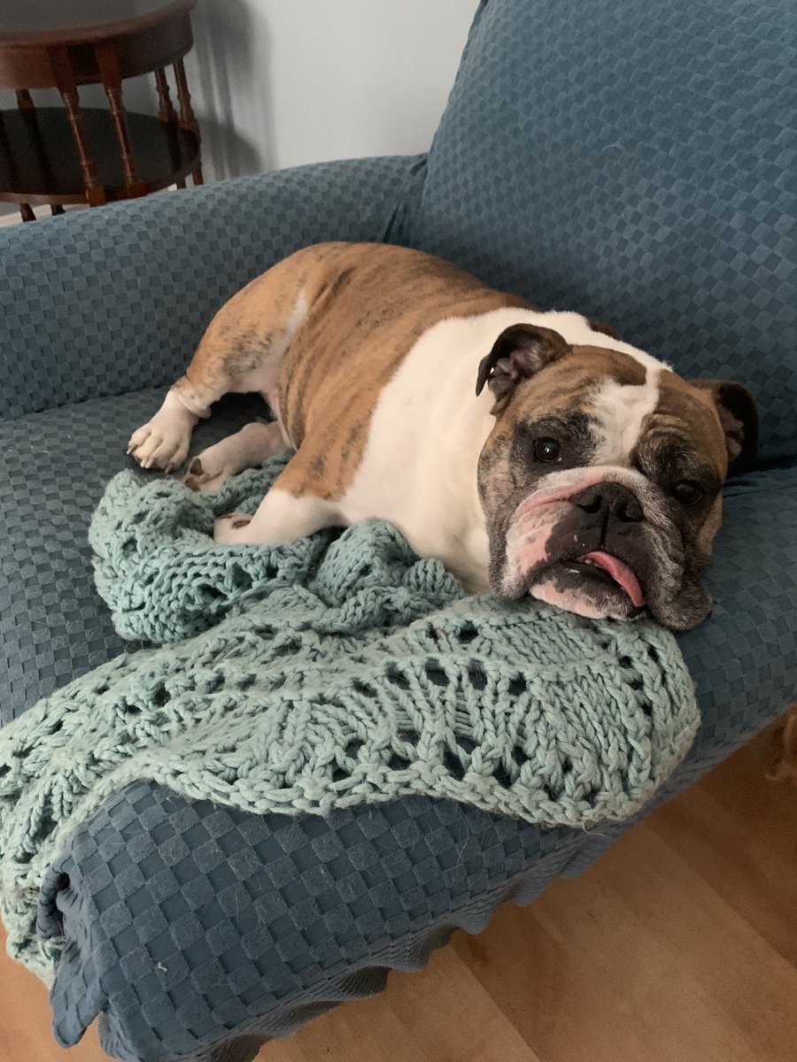 AngCan517's tweet image. This is how I do snow days . Apollo in Huntingtown, MD #FOX5SnowDay