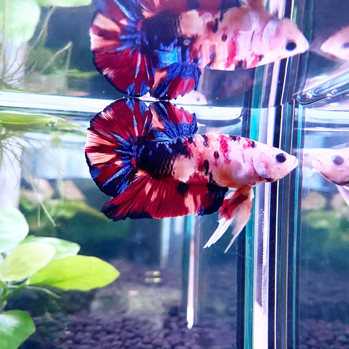 IceTea_ZanA's tweet photo. レオパ*2
ベタいっぱい
90cm水槽で色々飼育しています

飼育方法や飼育環境について勉強したいので
フォローさせてもいます！
よろしくお願いします！ https://t.co/kjKqTEw91V