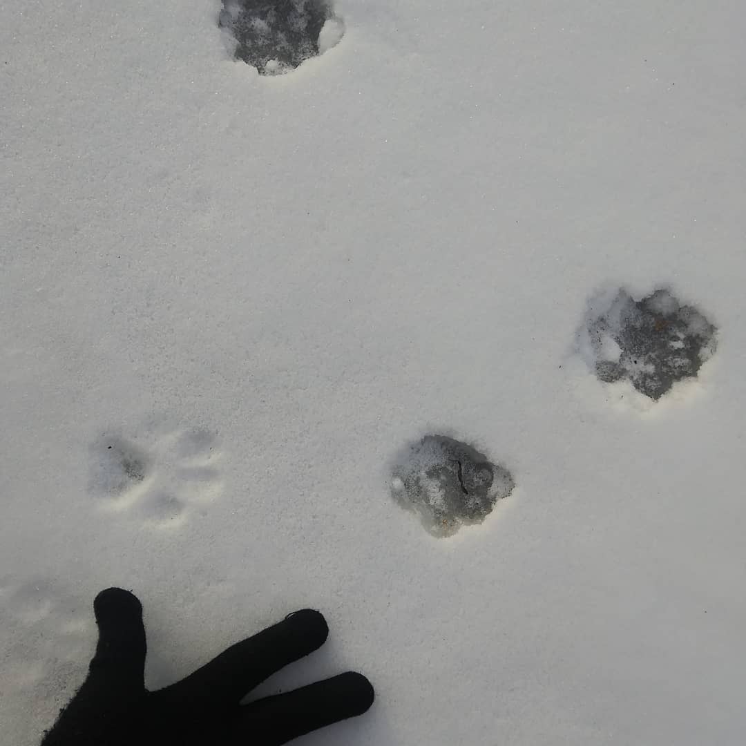 Boxborough Conservation Trust tweet media