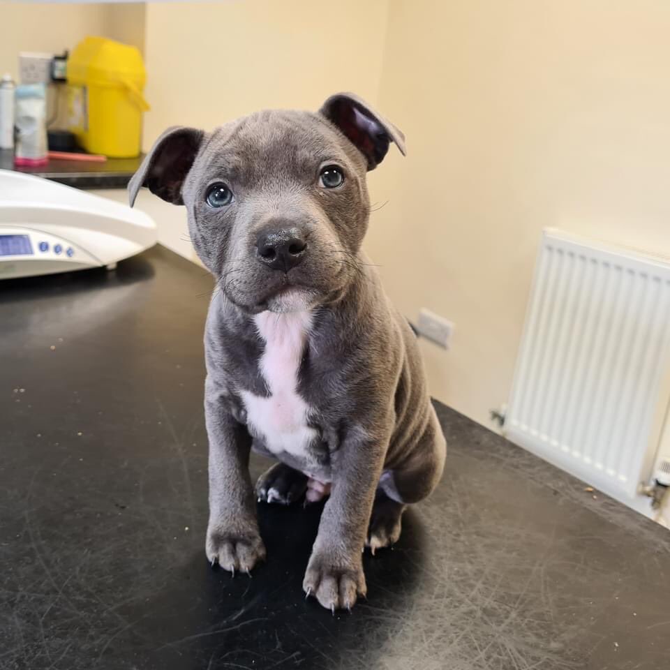 Lennon was so brave for his microchip and vaccine this morning 🥰❤️🐶