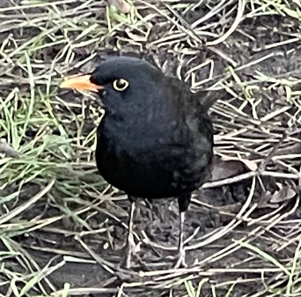 KateCushing2's tweet photo. Blackbirds & Robin
#GosforthCentralPark
@urbangreenncl https://t.co/FisgSMPUf0