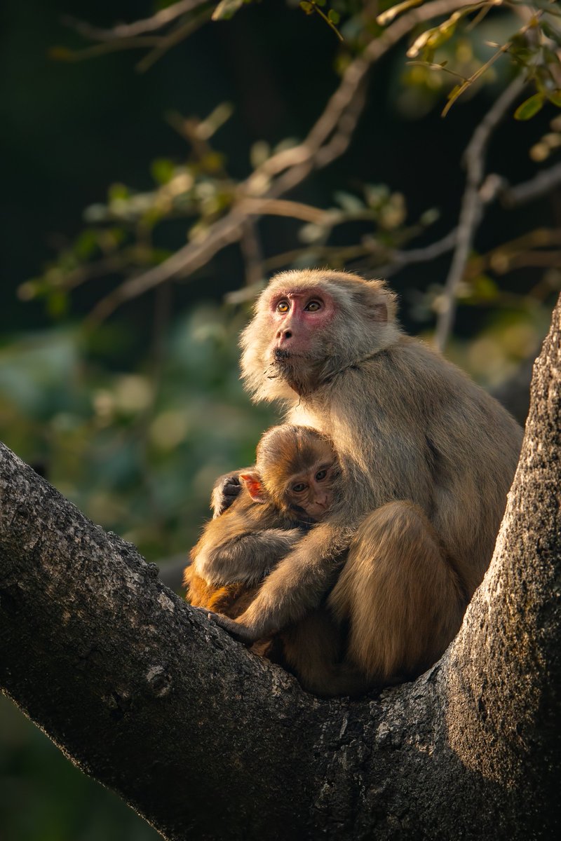 Thread: 10 reasons why NOT to feed monkeys at all 1. Monkeys are highly susceptible to diseases from human hands. They can die from bacteria transferred off your hand that has no ill effect on you.