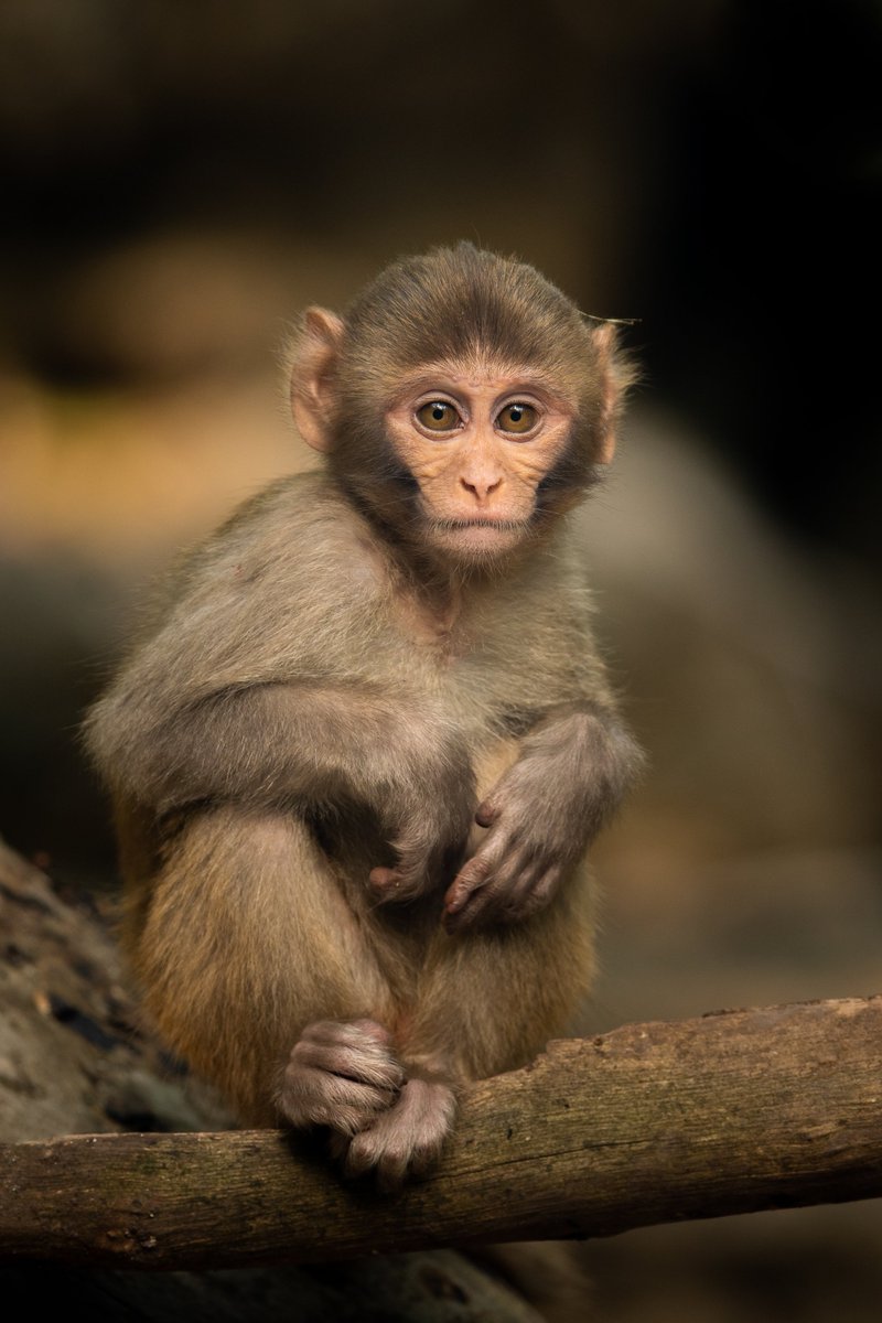 Thread: 10 reasons why NOT to feed monkeys at all 1. Monkeys are highly susceptible to diseases from human hands. They can die from bacteria transferred off your hand that has no ill effect on you.