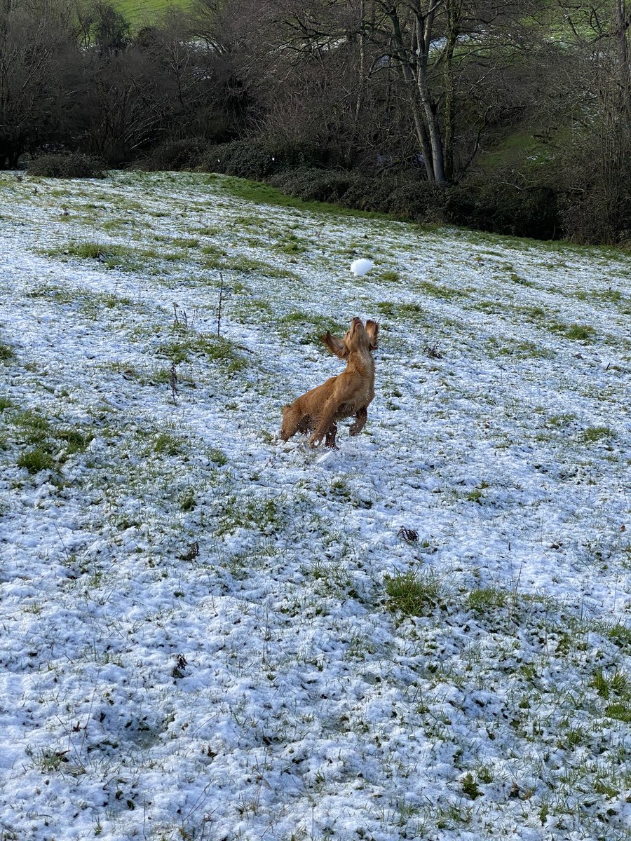 Just Rolo playing snow ball <a href="/HollibeatGundog/">Hollibeat Gundogs</a>