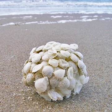 hetgroenestrand's tweet photo. Een nieuwe maand betekent nieuwe #strandvondsten! Als je in februari over het strand wandelt vind je misschien een eikapsel van een #wulk. In de zee kunnen daar wel duizend eitjes inzitten, uiteindelijk kruipen er enkele tientallen slakjes uit! #groenestrand https://t.co/y4EUXGQ7Gz
