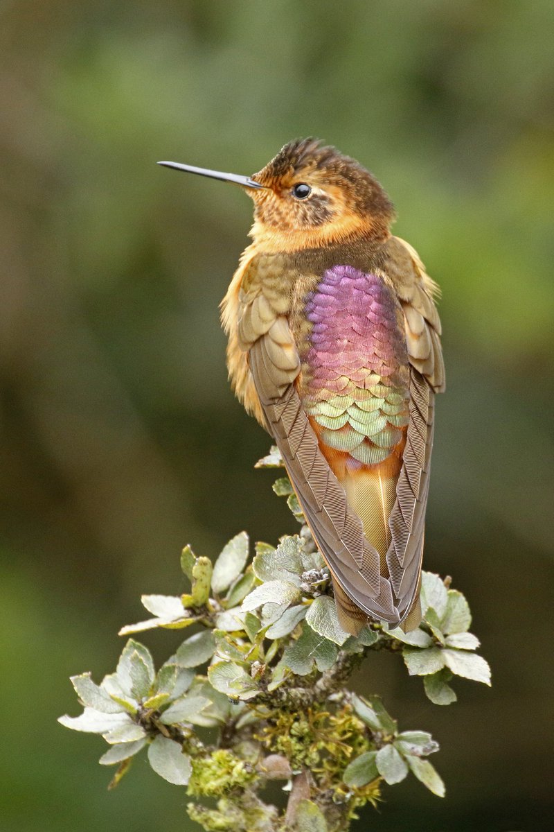 Birdboyads tweet media