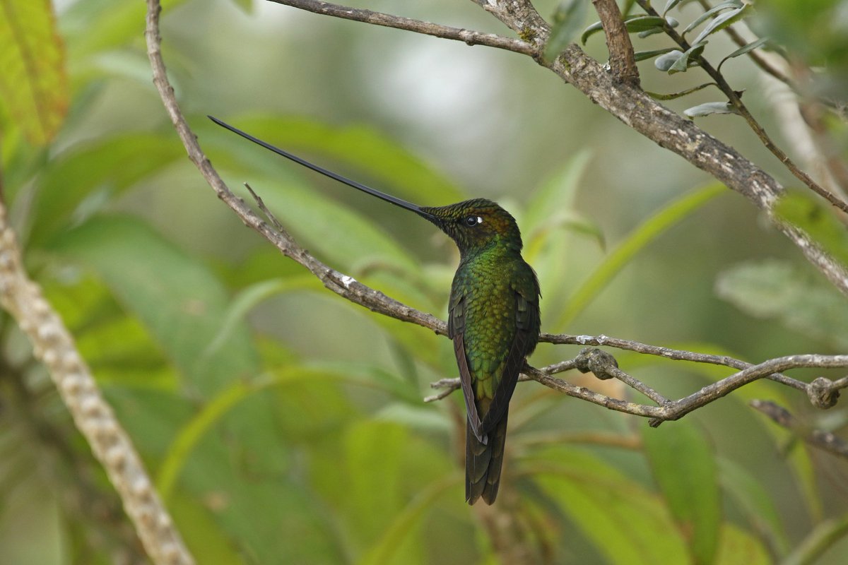 Birdboyads tweet media