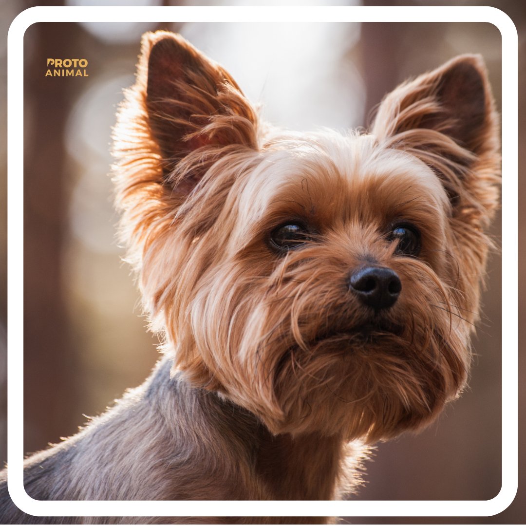The smallest dog in the world was a Yorkshire Terrier, which weighed only 115 grams.

#protoanimal #dog #dogs #dogbreed #dogcompanion #breeddog #yorkshire #yorkshireterrier #yorkshireterriersofinstagram #yorkshiredales #yorkshire_terrier