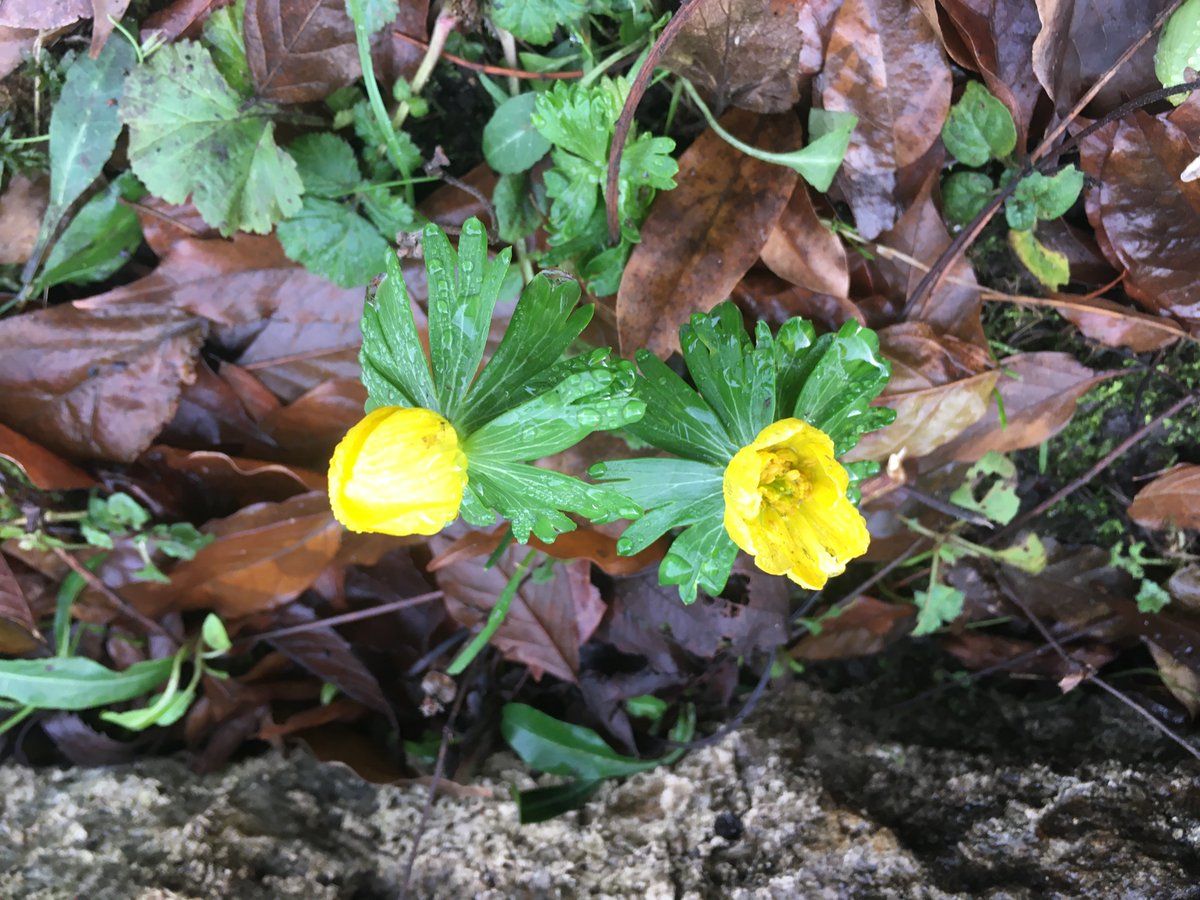 EastbridgeHosp's tweet photo. The Winter Aconites are stunning at this time of year.
#FranciscanGardens #FranciscanGardensCanterbury https://t.co/Ssmx3YvG9M