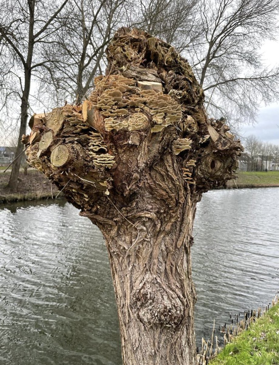 gebiedmidden's tweet photo. Vandaag de schoonheid van gebied 4 #overbos in beeld. #puttersbospad. De knotwilgen worden om en om geknot voor de #biodiversiteit en de vogels https://t.co/YTS1ziTbDQ
