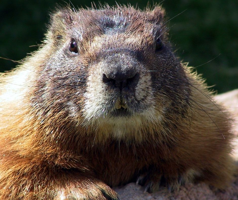 FairfieldInnBrooklyn tweet media