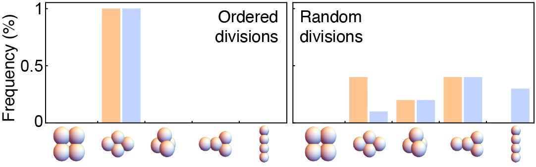 Moreover, many different packings are observed before reaching equilibrium. Clearly not a robust way to make an embryo.