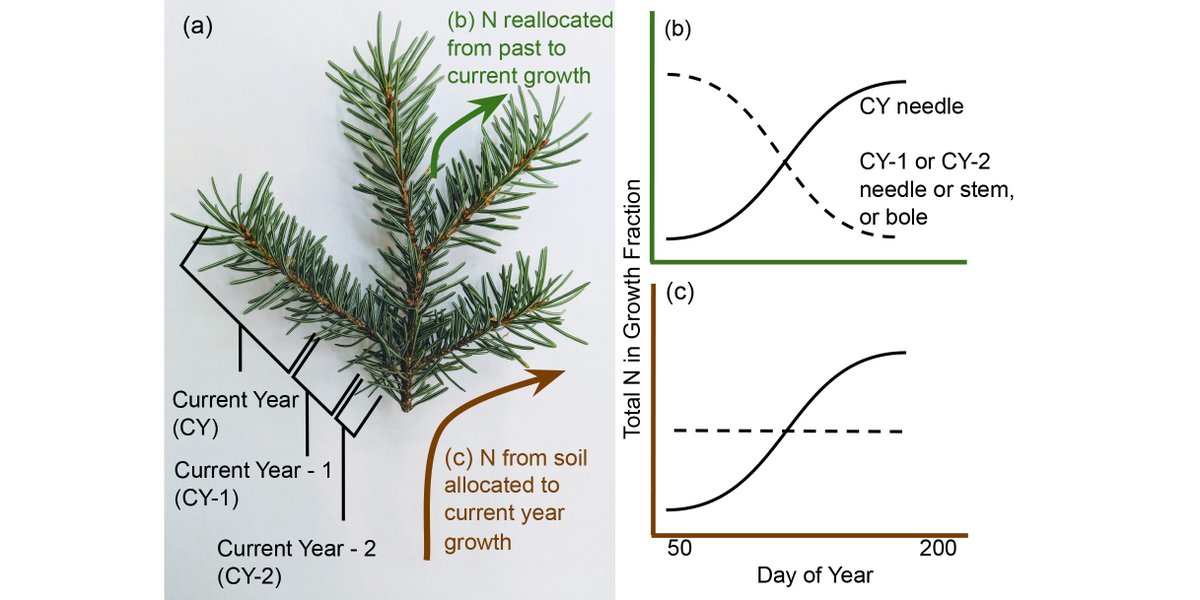 ESAEcosphere's tweet image. Where does the nitrogen come from? A new study shows where mature Douglas-firs get N for growing new needles

#Nitrogen #NutrientAvailability #PlantSoilInteraction #OpenAccess @ClaireQubain @DrJiaHu @UASNRE

doi.org/10.1002/ecs2.3…
