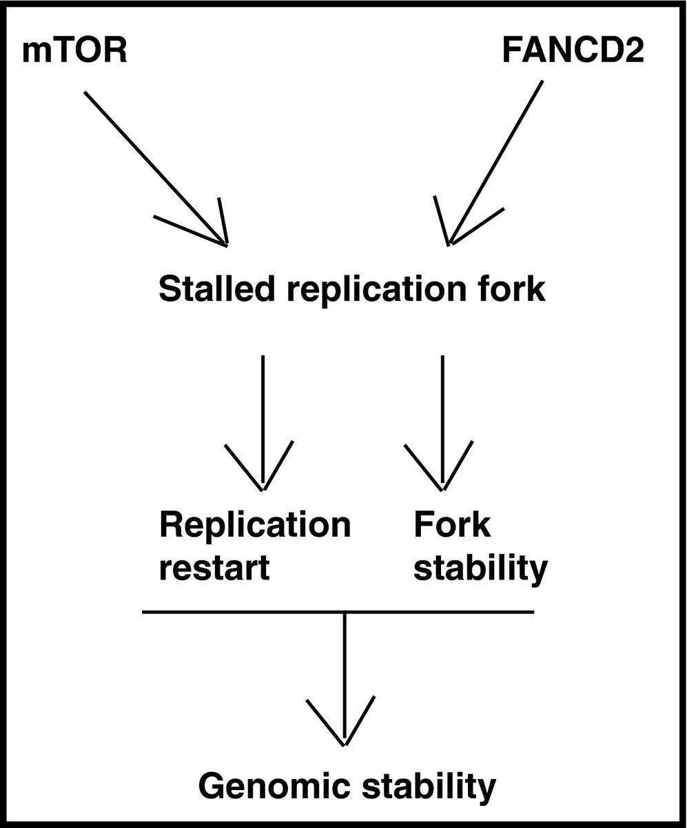 🧬#FanconiAnemia and #mTOR pathways functionally interact during stalled #replicationfork recovery 

→febs.onlinelibrary.wiley.com/doi/full/10.10…

#DNAreplication #replicationstress #metabolism #cancer #genomicstability #FANCD2 #cellsurvival #DNAdamage #mTORC1 #DNAdamageresponse #DNArepair