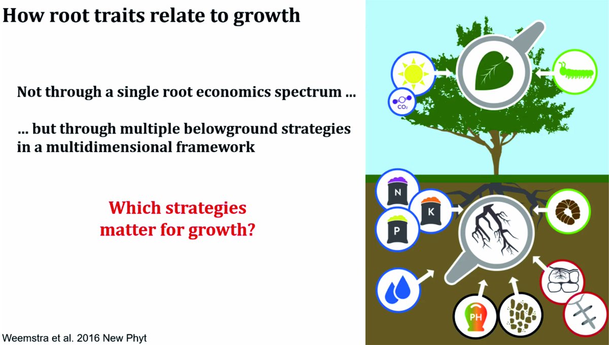 ExFuMo1's tweet image. Why economic spectrum doesn't work for roots?
Thanks, Monique @moniqueweemstra, for a great talk!
#root #EconomicSpectrum #belowgroud #FunctionalTrait #tree #ecology #aqusititve #tradeoff #environment #ExFuMo