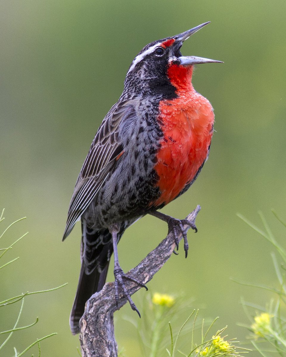 Los parques nacionales son una herramienta profunda para resguardar ecosistemas completos y así proteger la flora y fauna. La Ruta de los Parques es un camino de conservación, patrimonio protegido de todos los chilenos | rutadelosparques.org | 📷: Hernán Povedano