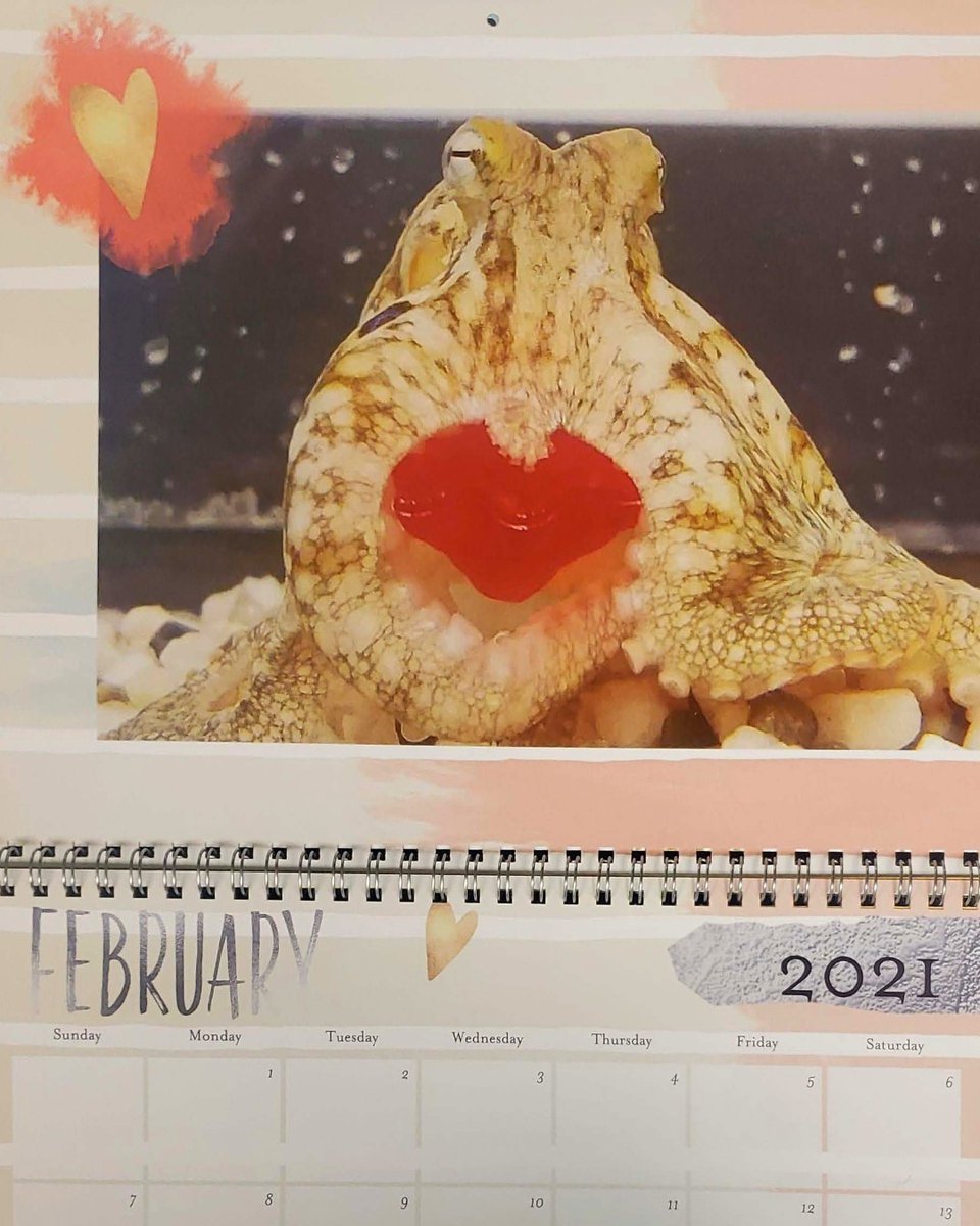 Happy February! Some love from our octopuses to you 🐙📅