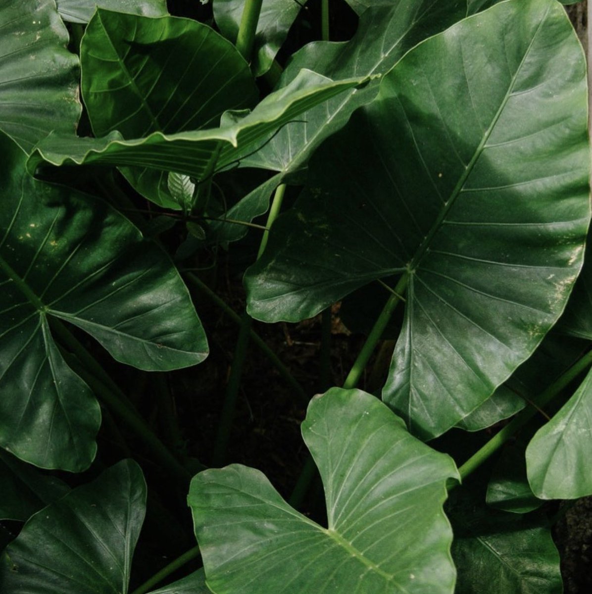 We feel like there’s a reason why plants became an aesthetic themselves 🤍🌿