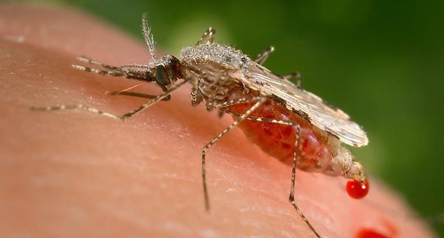 Studie: Neue Malariamücke breitet sich in Städten Afrikas aus:  Addis Abeba – Eine neue Mückenart könnte Forschern zufolge zu einem Anstieg von Malaria in afrikanischen Städten führen. Der Moskito Anopheles… dlvr.it/RrnKWc #Studie #Malaria #Anophelesstephensi