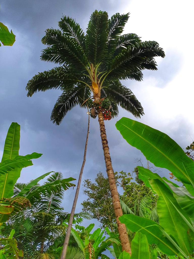 marilyn_zumaeta's tweet image. Empecemos mes con chontaduro amazónico🌧🌴
Mientras estamos encerrados en medio de la selva💚
#Amazonassos #Febrero2021 #Encuarentenada
