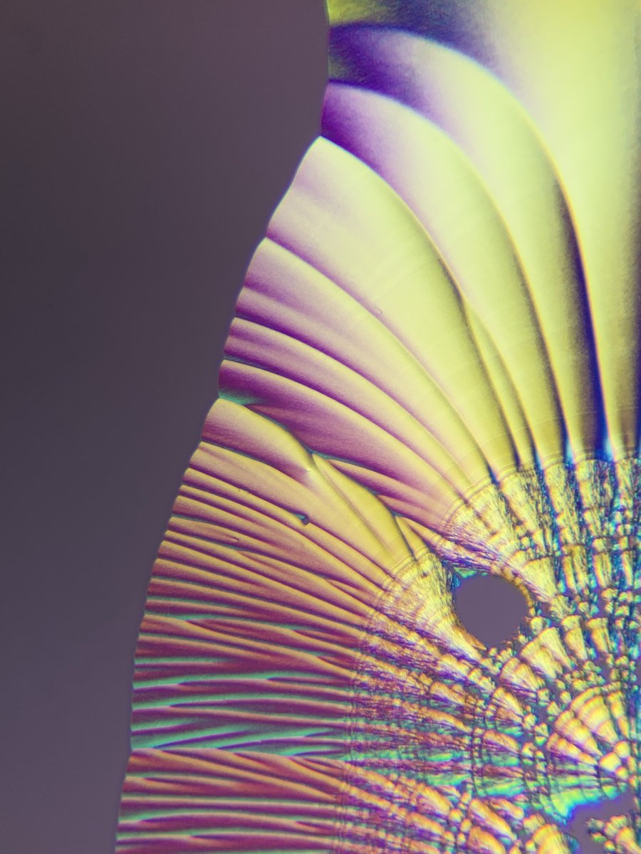 MoticEurope's tweet photo. 🌈 Let's start February in a colorful way! 

Sometimes it's used the interaction of #polarized light and #birefringent crystals to produce a variety of different beautiful patterns and colors

📸 @MyMicroscopic with BA310E #Motic #Microscope

#MoticEurope #Microsocpy #SciArt https://t.co/vBxo1dbxVM