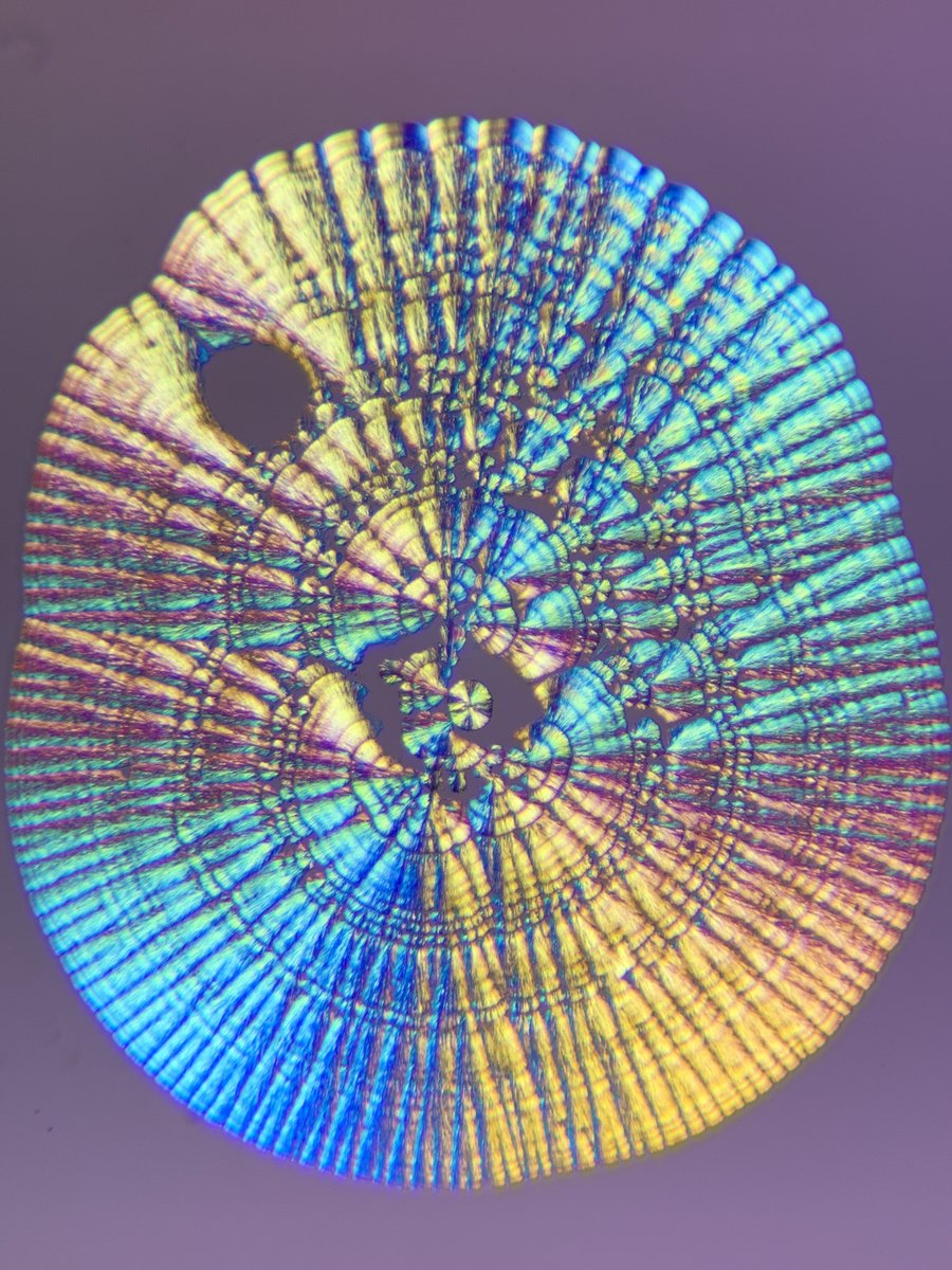 MoticEurope's tweet photo. 🌈 Let's start February in a colorful way! 

Sometimes it's used the interaction of #polarized light and #birefringent crystals to produce a variety of different beautiful patterns and colors

📸 @MyMicroscopic with BA310E #Motic #Microscope

#MoticEurope #Microsocpy #SciArt https://t.co/vBxo1dbxVM