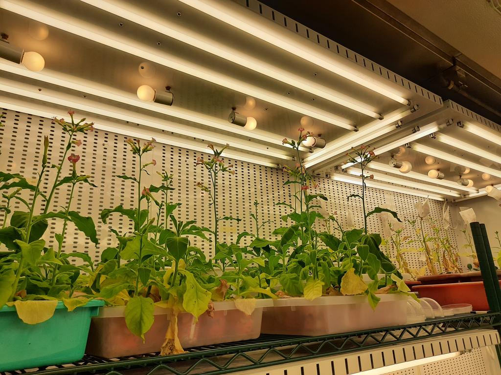 Inside picture of Walk-in Plant Growth Chamber (Model AR-911L3) installed at <a href="/csiriiim/">CSIR-IIIM</a> <a href="/prashantind/">Prashant Misra</a>  CSIR-IIIM Jammu.